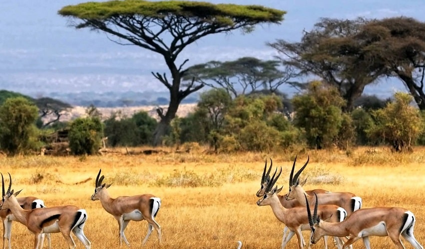 Du lịch Kenya giá rẻ